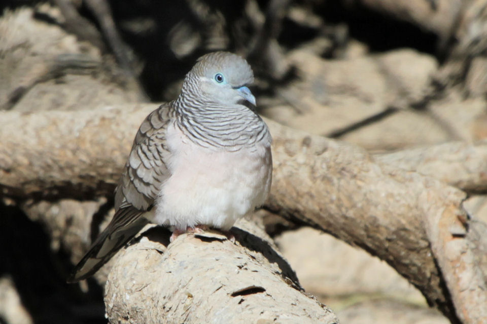 Peaceful Dove (Geopelia striata)